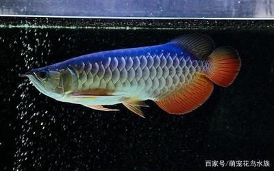 龙鱼鱼缸摆放位置（龙鱼鱼缸摆放位置不仅关系到家居的美观还涉及风水学中的诸多讲究）