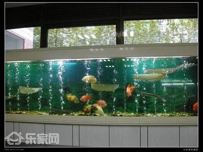 鱼缸摆放如何影响家居气场？：如何正确布置家中的鱼缸 鱼缸百科 第4张