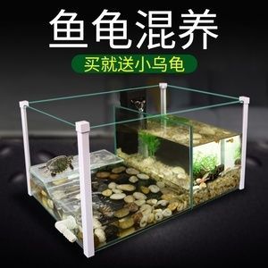 六角恐龙鱼在鱼缸里怎么布置（六角恐龙鱼缸底床材料推荐六角恐龙鱼缸底床材料推荐）