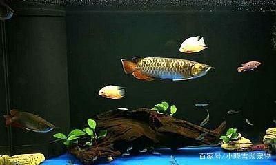 金龙鱼鱼缸背景用什么（金龙鱼缸装饰品选择指南,金龙鱼鱼缸装饰品选择指南）