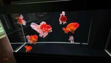 形容鱼缸美景的成语：如何养护鱼缸生态，鱼缸布置灵感来源，鱼缸内植物选择指南 鱼缸百科 第2张