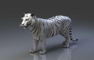 白虎3dmax模型,有绑定,有待机,怒吼等动画）