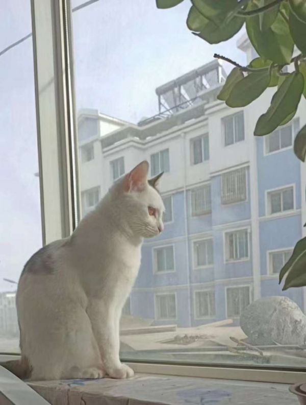 上门喂猫