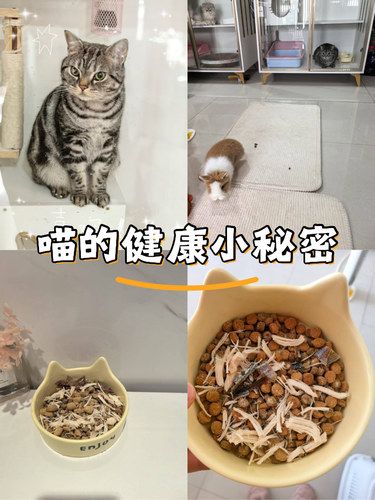 喵星人的心情日记