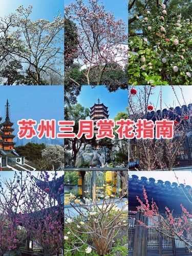 【苏州3月赏花指南】双塔&报恩寺