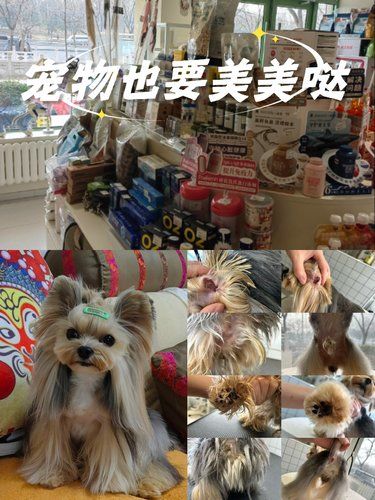 海淀这家宠物美容店真心不错哦！