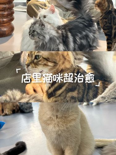 放松喵～心情也融化