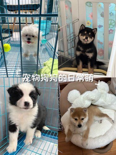 家有新成员，快来看看~