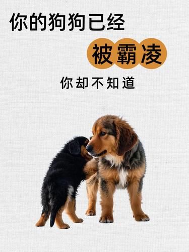 快看看你家狗狗有没有被霸凌