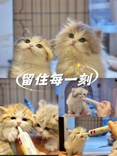 矮子小老虎和他的长腿姐姐[亲亲]