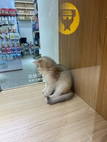 客村的毛孩子幸福了，丽影新开的宠物生活馆