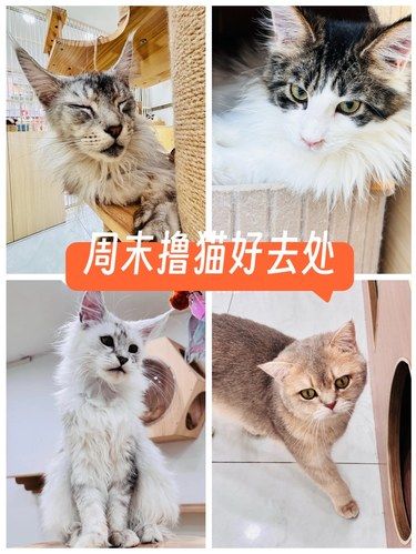 ✨天河治愈系猫咖天花板！不限时撸猫