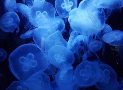 水母可以离开水吗?水母的十大特点和特征