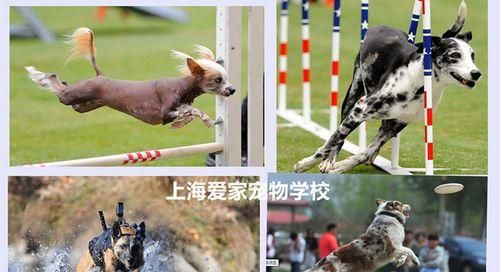 训练狗的书有什么好处？如何选择合适的训练书籍？