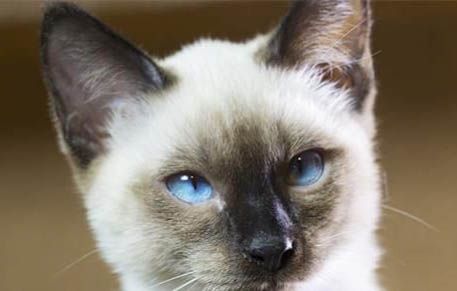3个月的宠物猫可以吃冻干鹌鹑吗