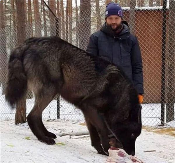 5种徒有其表的大型犬，看上去吓人，其实却很呆萌