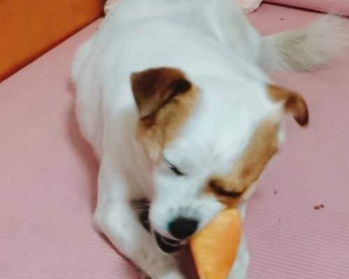 宠物狗吃了一根鸡腿骨头怎么办？狗狗吃鸡骨头的危害和解决方法是什么？