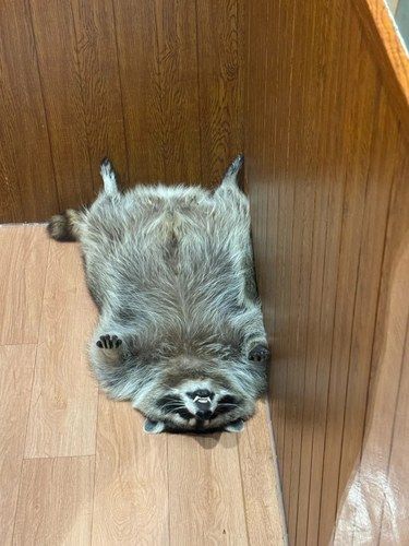 尾巴摇摇超治愈