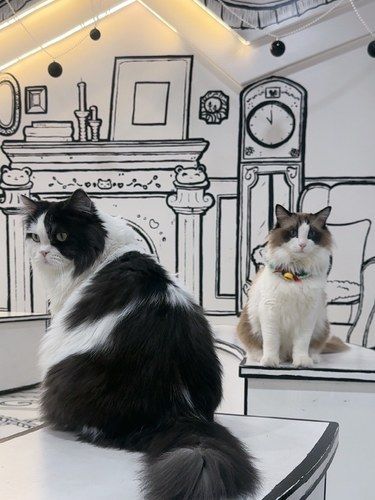 一日吸猫，终身想猫