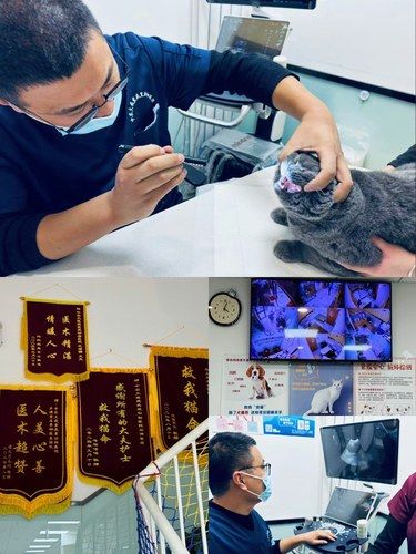 找到了北京最靠谱的宠物诊所❗️‍⬛