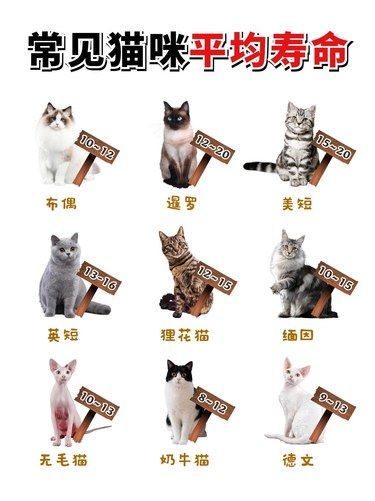 猫咪年龄大揭秘！快来珍惜你的宝贝 