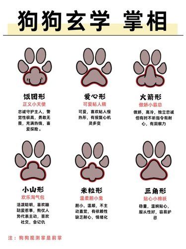 这狗能否旺我？狗子玄学 看爪猜性格！ 