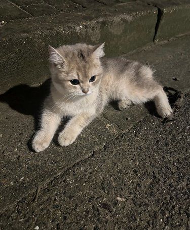 新年第一天捡到猫