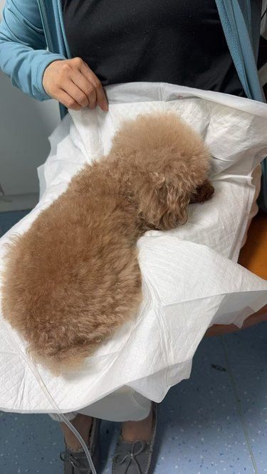 山西四毛宠物医院，爱宠的健康守护者