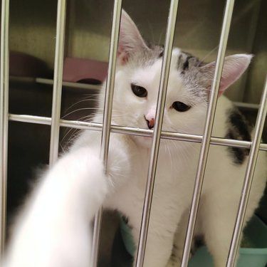 医院里的猫咪日常