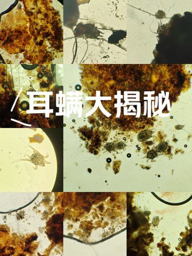 耳螨小科普
