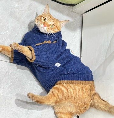 图片是医院院猫小橘[调皮]
