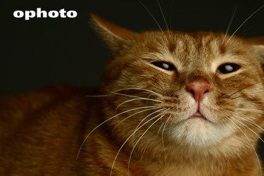 ophoto