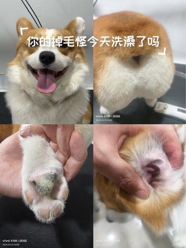 狗狗微笑攻势来袭～
