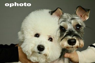 ophoto
