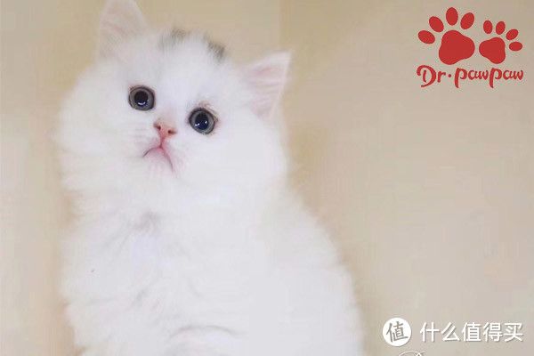 爪爪博士宠物药品 人感冒会直接传染给猫吗