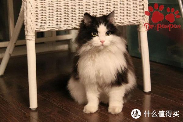 爪爪博士宠物药品 人感冒会直接传染给猫吗