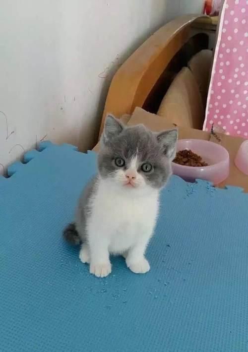 如何养护英短白折耳猫（宠物养护攻略）