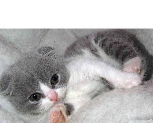 如何养护英短白折耳猫（宠物养护攻略）