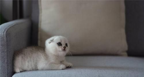 如何养护英短白折耳猫（宠物养护攻略）