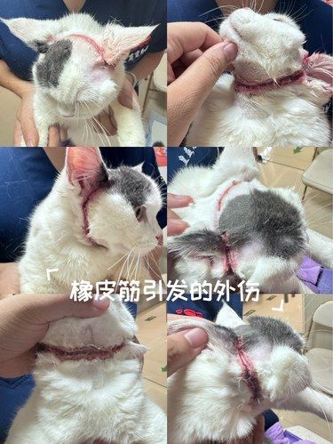 橡皮筋勒住猫咪一周