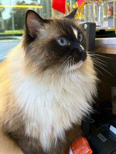 带猫咪洗澡