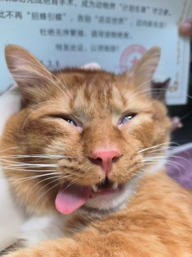 今天猫主子心情复杂了