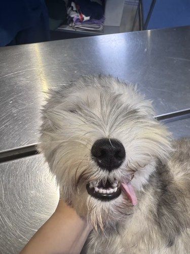 狗勾绝育