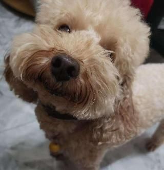 Hilda, Pet Boarder in 大山脚