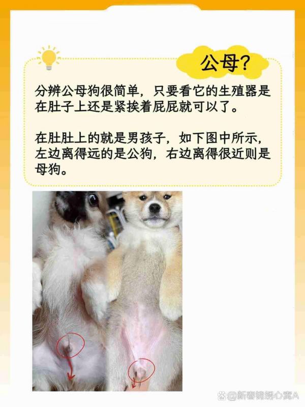 宠物狗如何繁殖出来的
