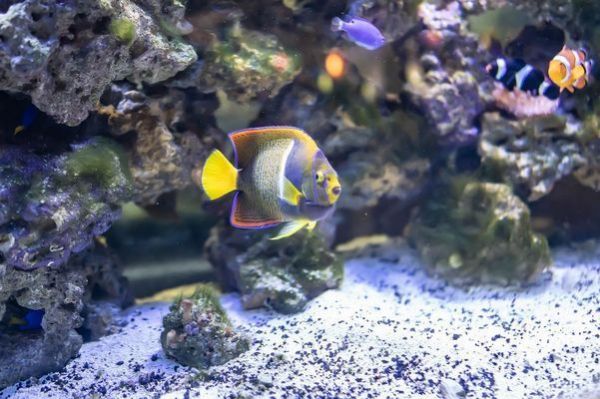 双线侧鱼繁殖期光照调节：双线侧鱼在繁殖期的光照调节机制 其他宠物 第3张