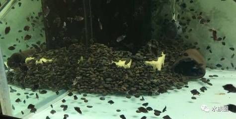 印尼虎鱼繁殖水温控制技巧（印尼虎鱼繁殖期水温控制技巧）