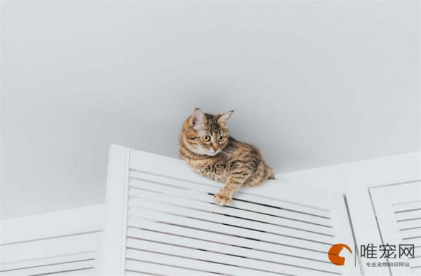 猫咪一般几个小时会饿 饿几天才会屈服