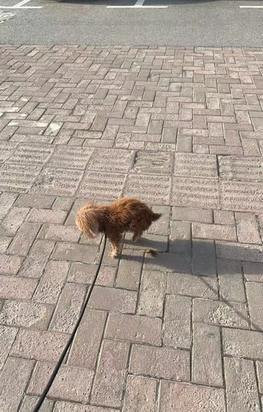 这家宠物寄养，我愿称之为狗狗的快乐老家