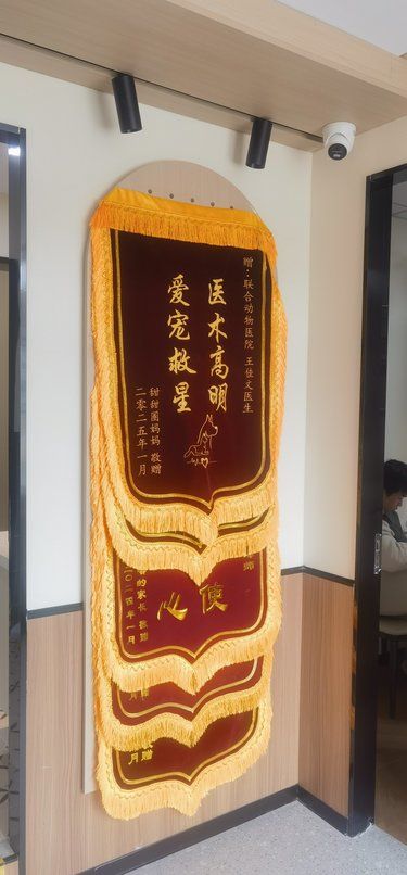 带小猫看诊